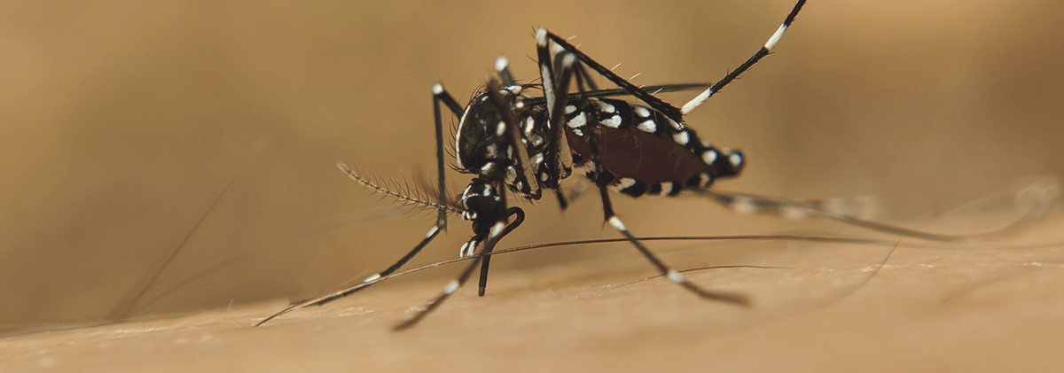 Dengue: terceiro setor promove ações de combate e prevenção à doença