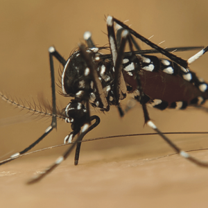 Dengue: terceiro setor promove ações de combate e prevenção à doença